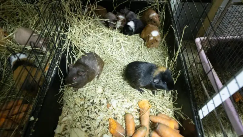 Best Cage Size for Different Number of Guinea Pigs