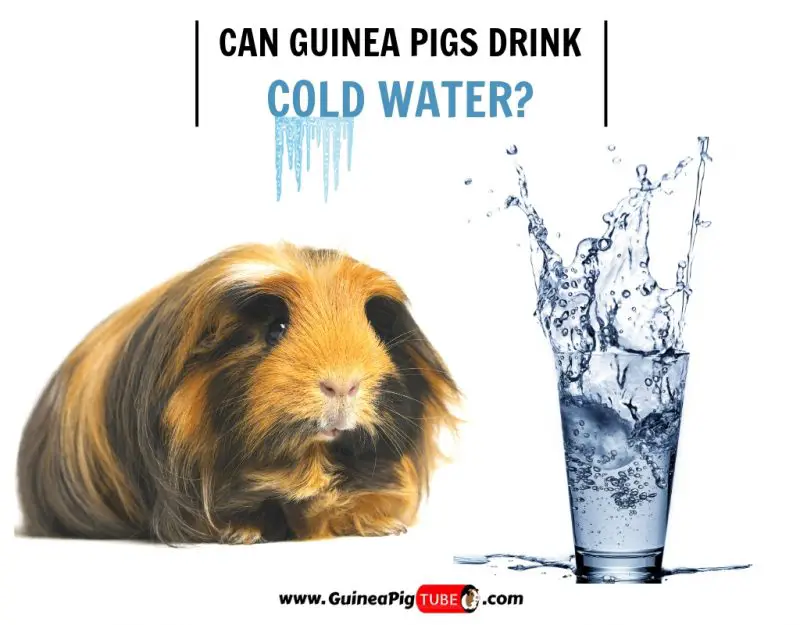 Can Guinea Pigs Drink Cold Water (Benefits, Risks, Serving Size & More)