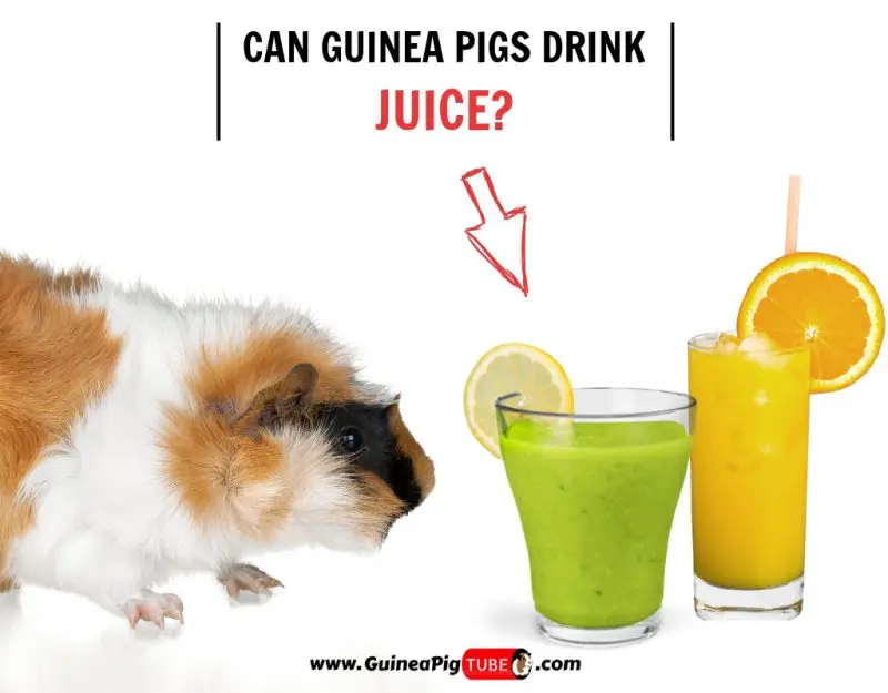 Can Guinea Pigs Drink Juice (Benefits, Risks, Serving Size & More)