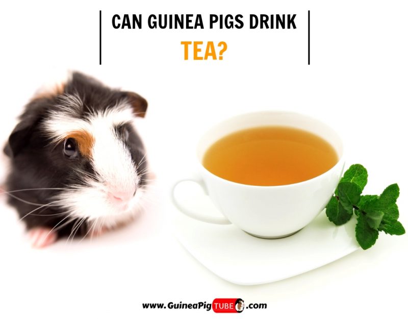 Can Guinea Pigs Drink Tea (Risks, Facts & More)