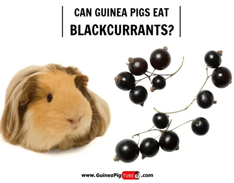 Can Guinea Pigs Eat Blackcurrants