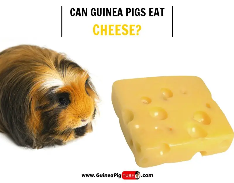 Can Guinea Pigs Eat Cheese (Risks, Facts & More)