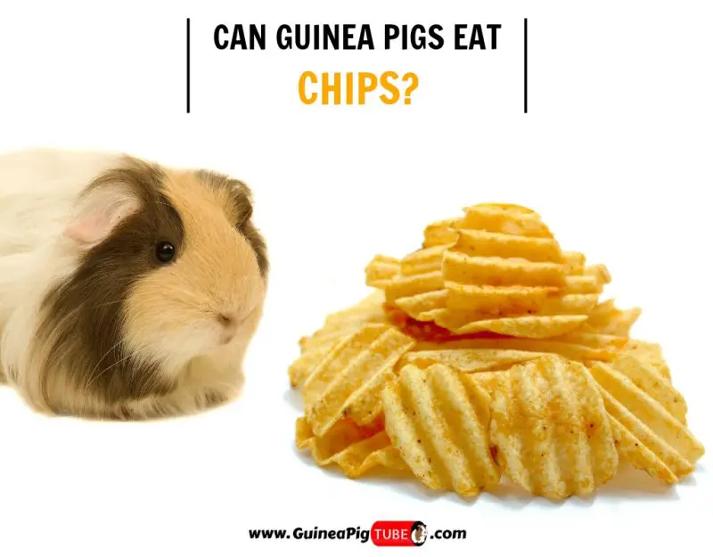 Can Guinea Pigs Eat Chips (Risks, Facts & More)