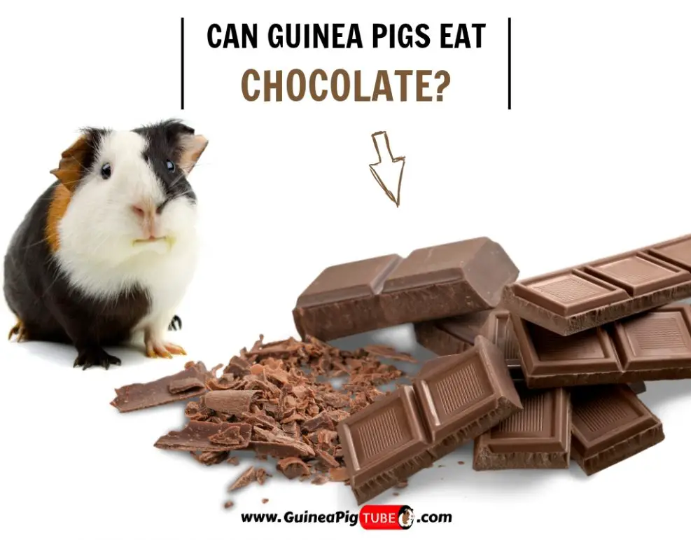 Can Guinea Pigs Eat Chocolate? (Risks, Facts & More) Guinea Pig Tube