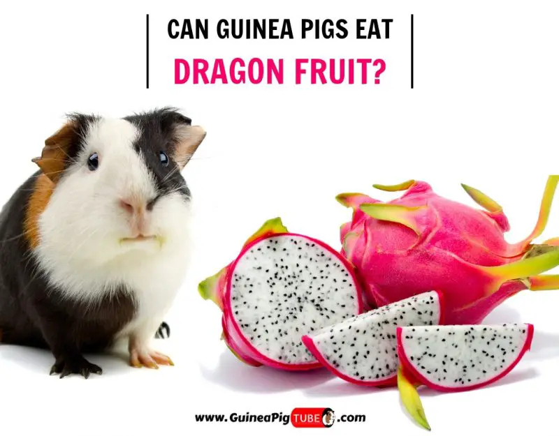 Can Guinea Pigs Eat Dragon Fruit? 