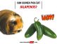 Can Guinea Pigs Eat Jalapenos? (Risks, Facts & More) - Guinea Pig Tube