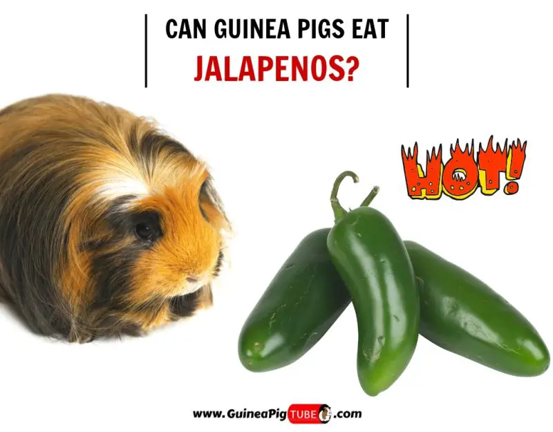 Can Guinea Pigs Eat Jalapenos? (Risks, Facts & More) Guinea Pig Tube