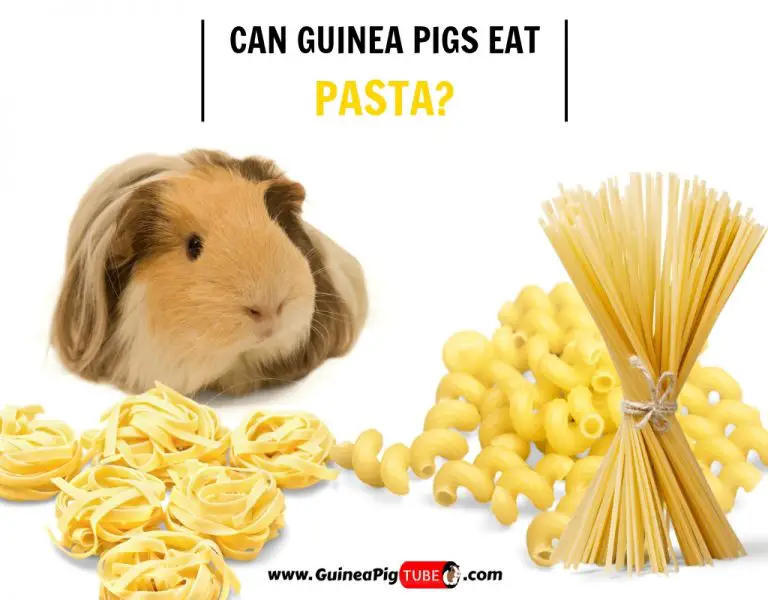 foods guinea pigs cannot eat