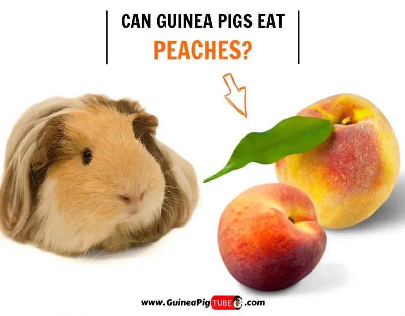 Can Guinea Pigs Eat Peaches? 
