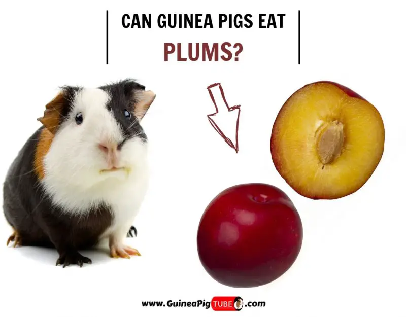 Can Guinea Pigs Eat Plums? (Benefits 