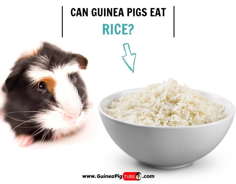 Can Guinea Pigs Eat Rice (Risks, Facts & More)