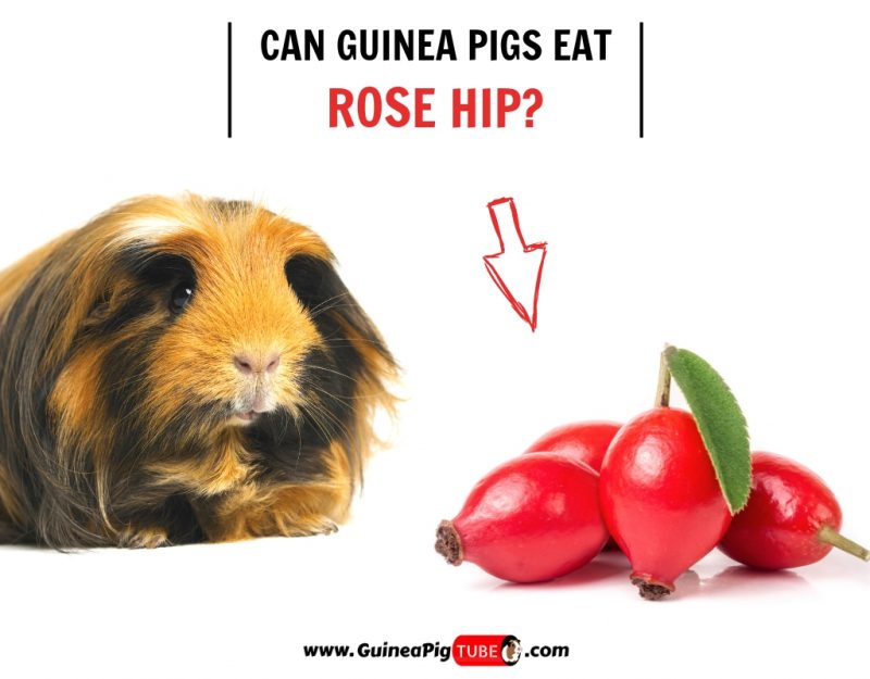 Can Guinea Pigs Eat Rose Hip? 