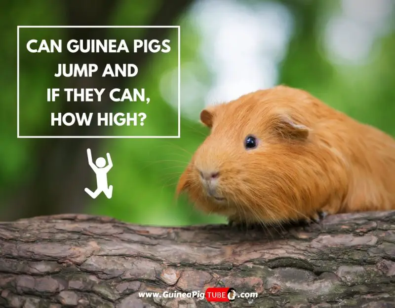 Can Guinea Pigs Jump and If They Can, How High? Guinea Pig Tube