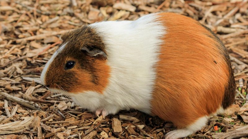 Do Female Guinea Pigs Have Grease Glands