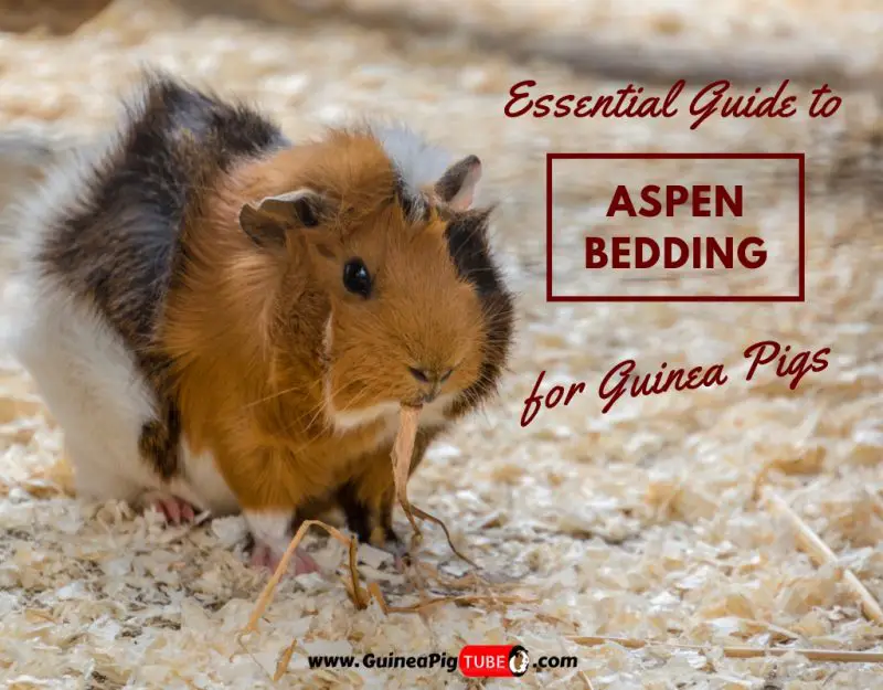 Essential Guide To Aspen Bedding for Guinea Pigs Guinea Pig Tube