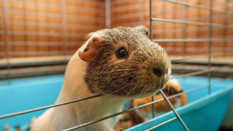 Frequently Asked Questions About Guinea Pig's Cages
