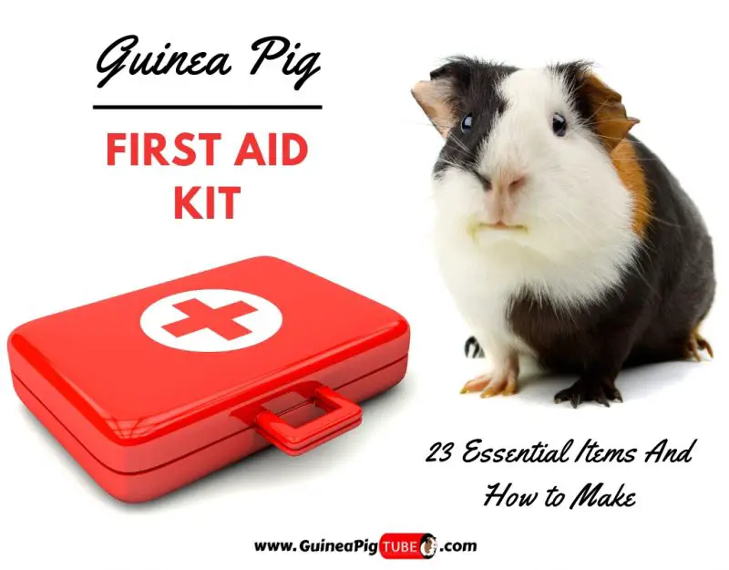 Guinea Pig First Aid Kit 23 Essential Items & How to Make