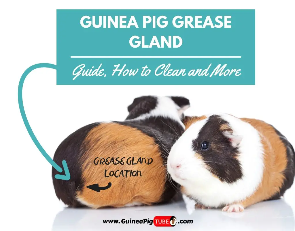 Guinea Pig Grease Gland Guide, How to Clean and More Guinea Pig Tube