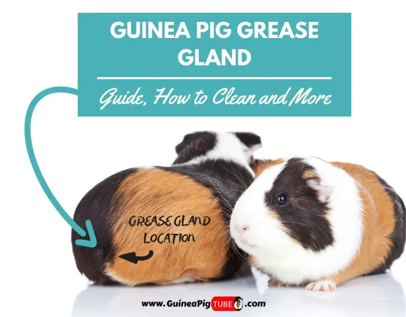 Guinea Pig Grease Gland Guide, How to Clean and More.