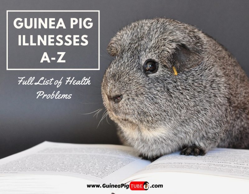 Guinea Pig Illnesses A-Z (Full List of Health Problems)