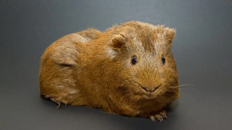 Guinea Pig Illnesses