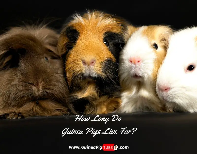 Guinea Pig Life Span