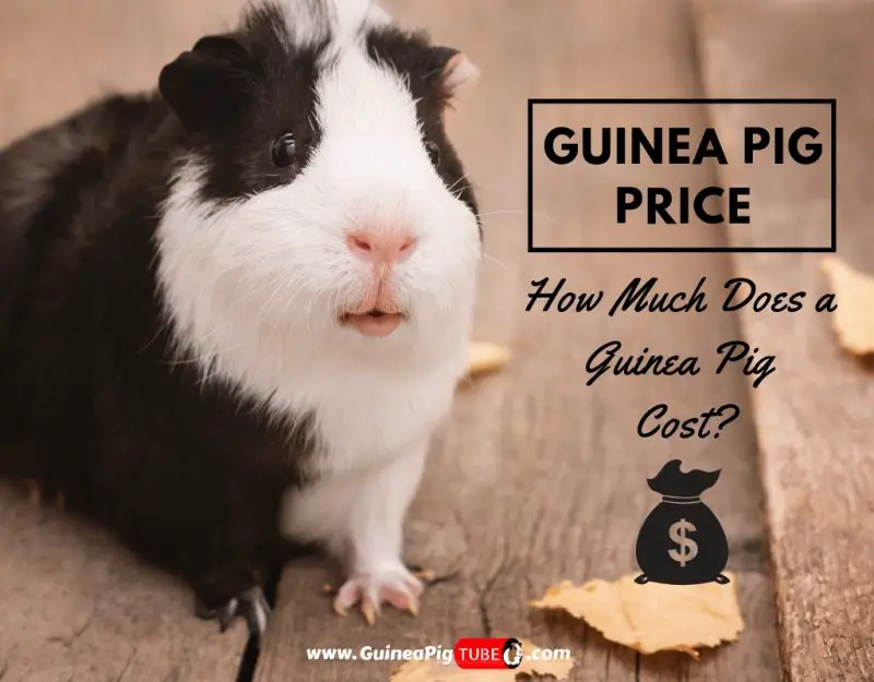 how much does a guinea pig cost with all the supplies