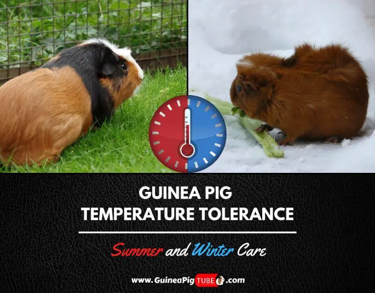 how warm do guinea pigs need to be