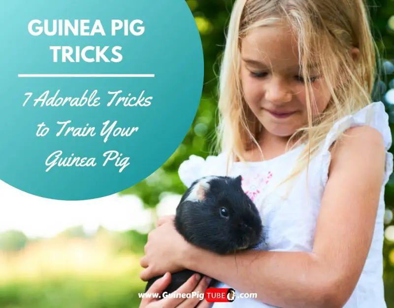 Guinea Pig Tricks 7 Adorable Tricks to Train Your Guinea Pig.