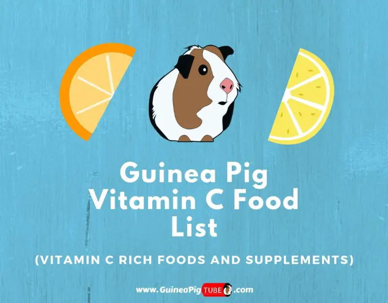 Guinea Pig Vitamin C Food List (Dosage, Serving Size & More)