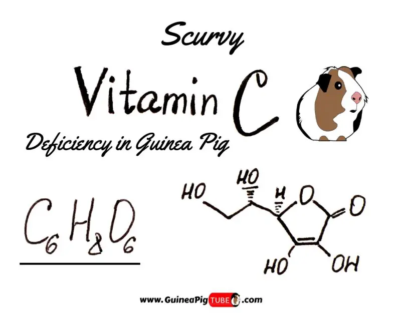 Guinea Pigs Scurvy - Vitamin C Deficiency in Guinea Pig