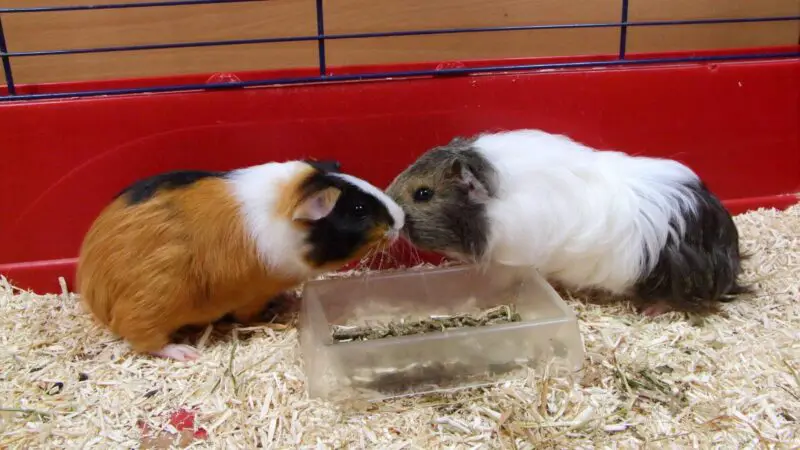Guinea Pigs and Additional Costs