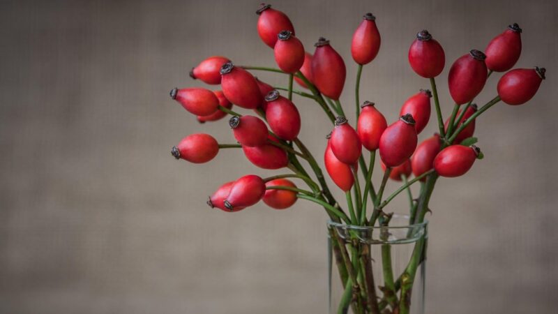 How Easy Is It to Get and Grow Rose Hip