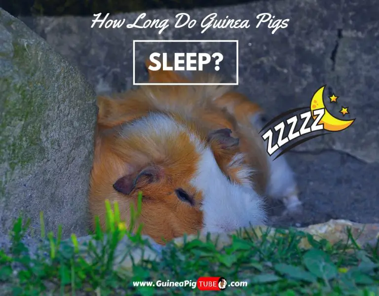 Do Guinea Pigs and Hamsters Get Along? Guinea Pig Tube