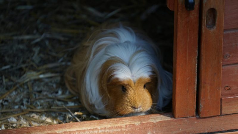 How Many Hideouts Do Your Guinea Pigs Need