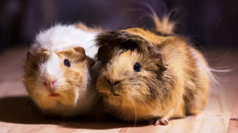 How Much Does a Guinea Pig Cost