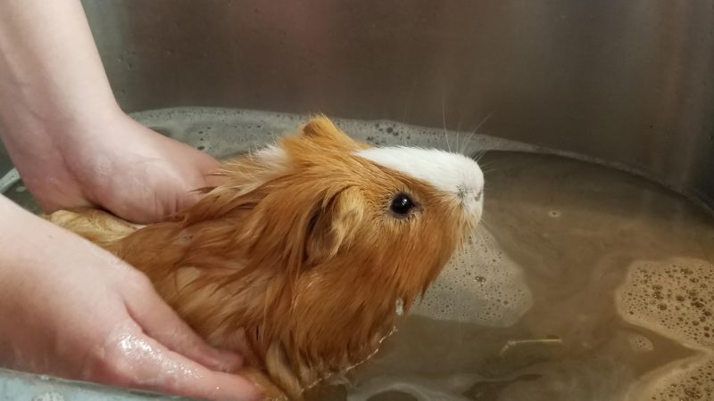 How Often Should You Clean the Guinea Pig Grease Gland
