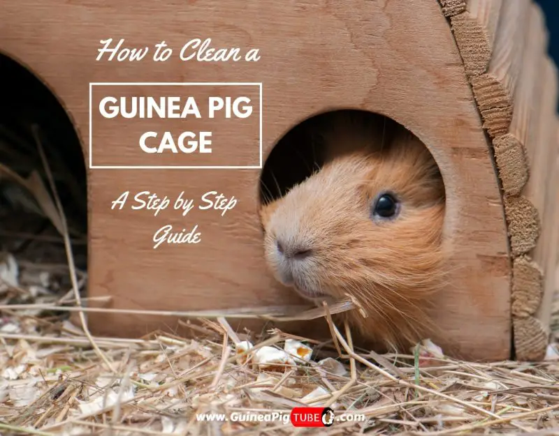 How to Clean a Guinea Pig Cage A Step by Step Guide