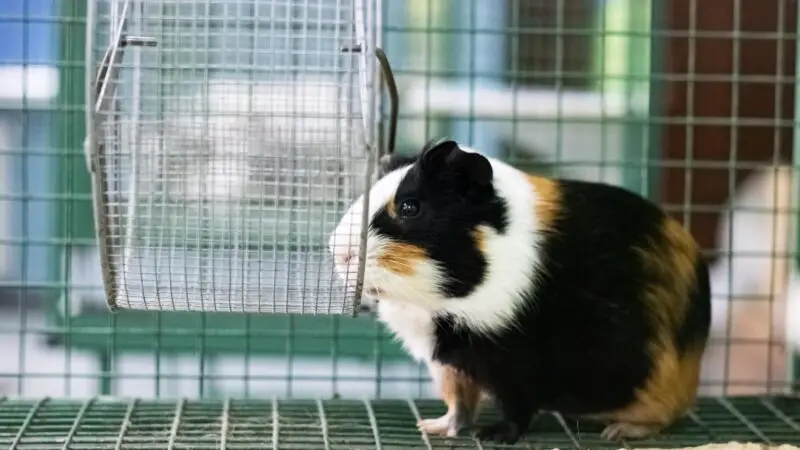 How to Clean a Guinea Pig's Cage