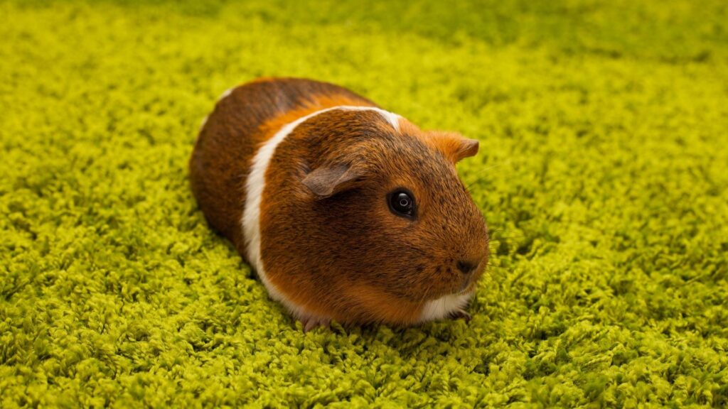 How to Prevent Skin Diseases in Guinea Pigs