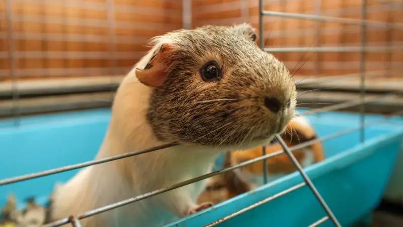 How to Take Care of Your Guinea Pig During Summer Months