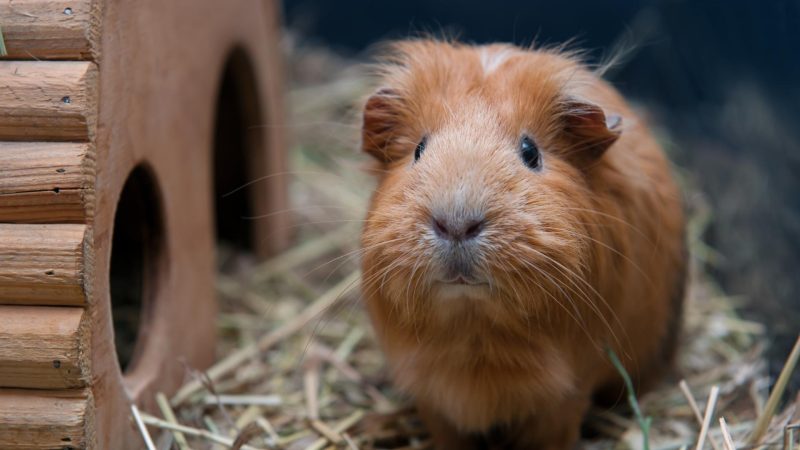 How to Take Care of Your Guinea Pig During Winter Months