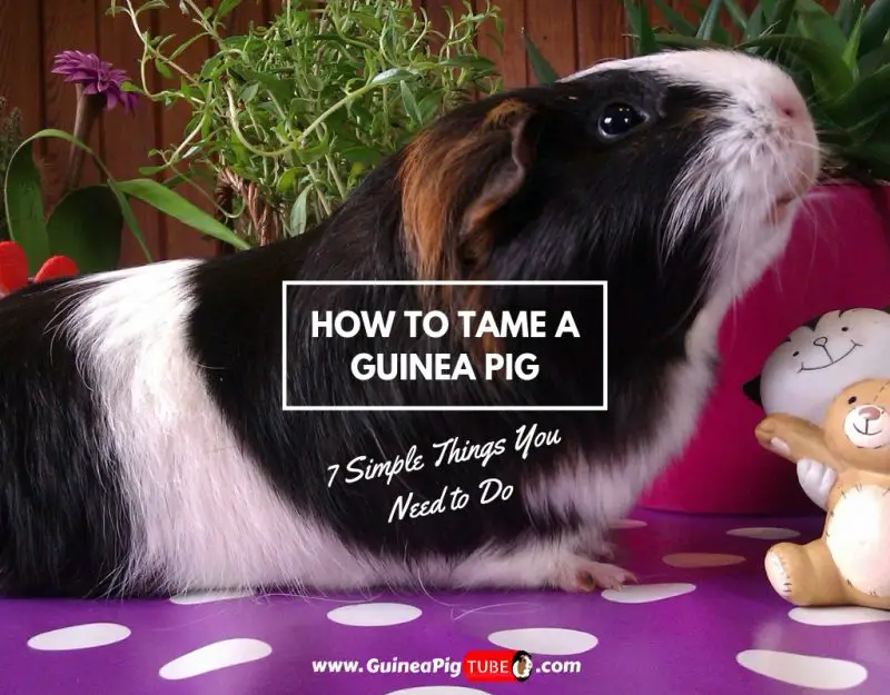 How to Tame a Guinea Pig – 7 Simple Things You Need to Do