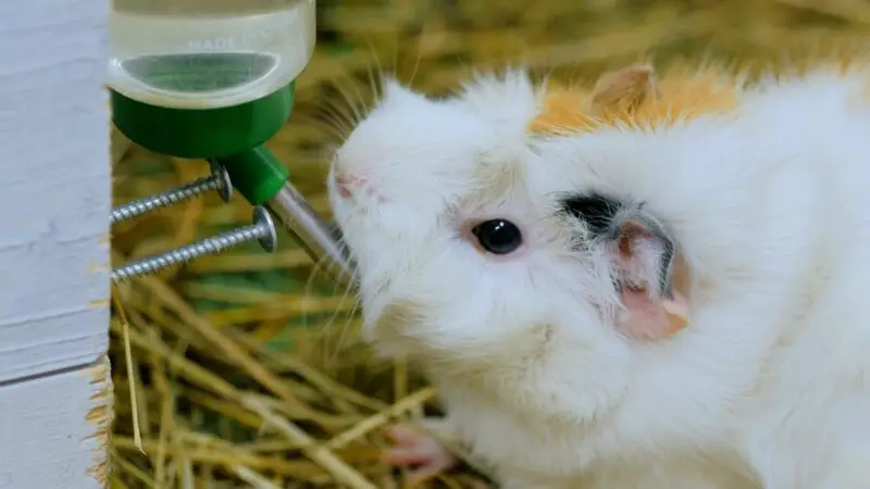 Is Drinking Water (Any Temperature) Good for Guinea Pigs