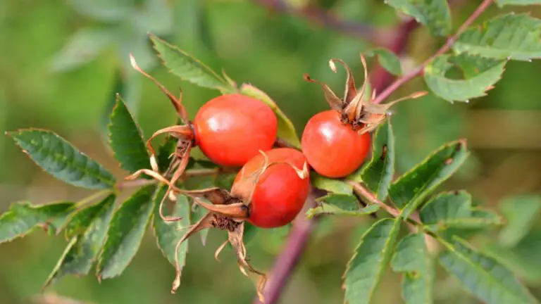 Can Guinea Pigs Eat Rose Hip? (Benefits, Risks, Serving Size & More ... - Guinea Pig Rose Hip Skin Health Food