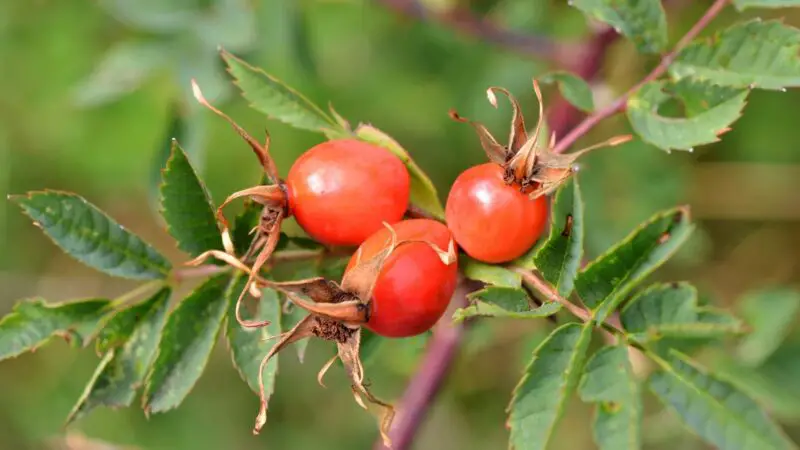 Is Rose Hip Bad for Guinea Pigs