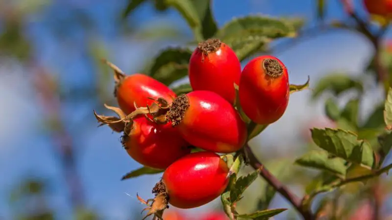 Is Rose Hip Good for Guinea Pigs