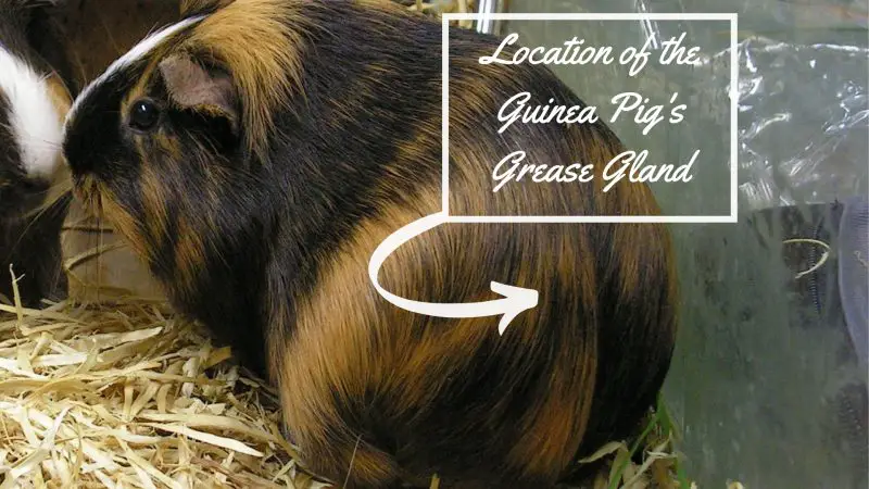 Location of the Guinea Pig's Grease Gland.