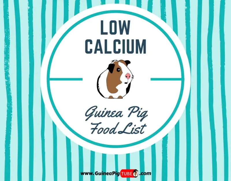 Low Calcium Guinea Pig Food List (13+ Low Calcium Foods)