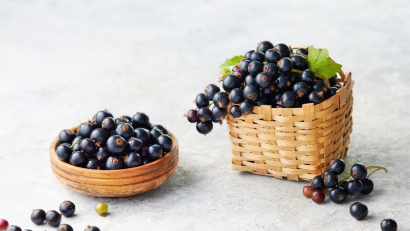 More Information About Blackcurrants and Guinea Pigs